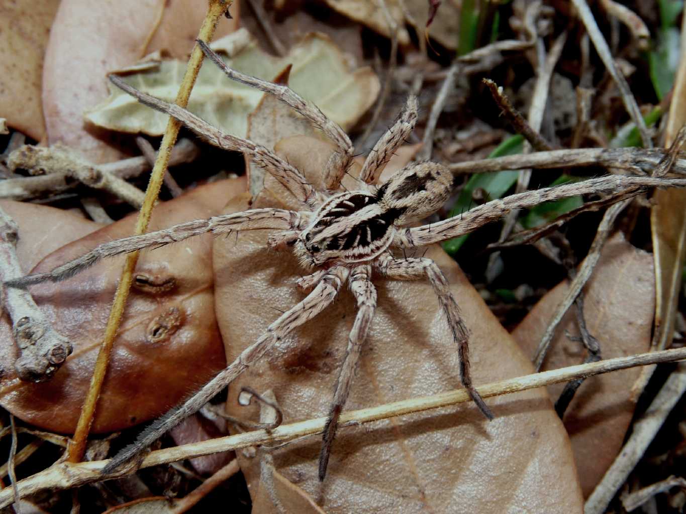 Hogna radiata - Padriciano (TS)